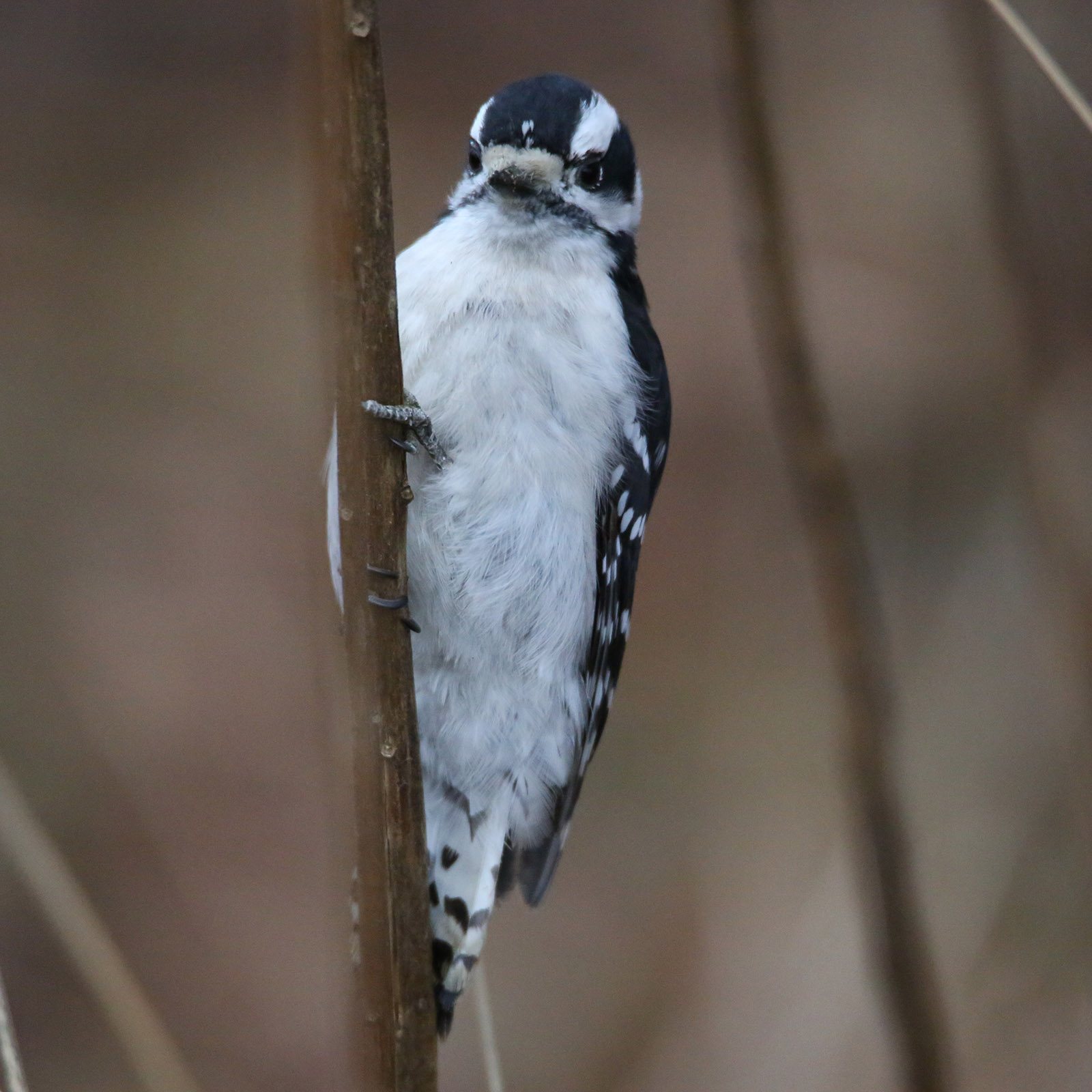 A downy woodpecker